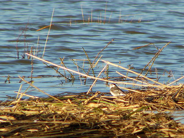 Pebsham Floods Pied Wagtail