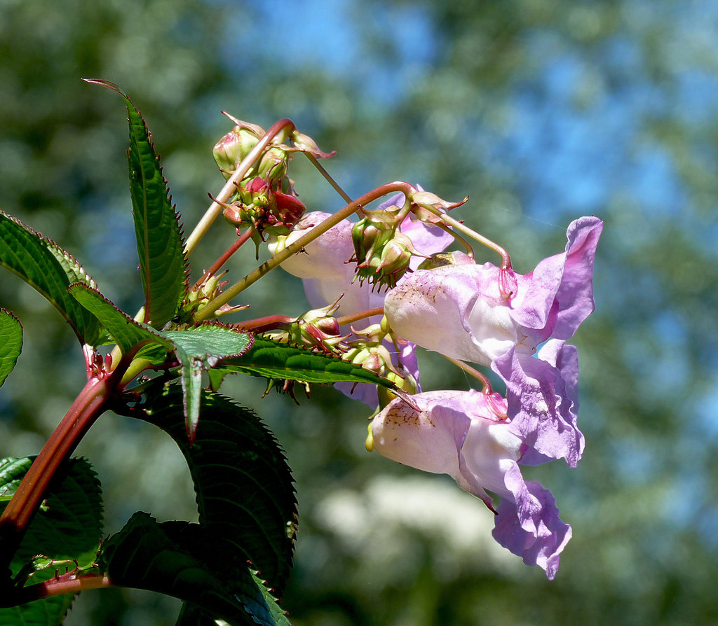 Himalayan Balsam