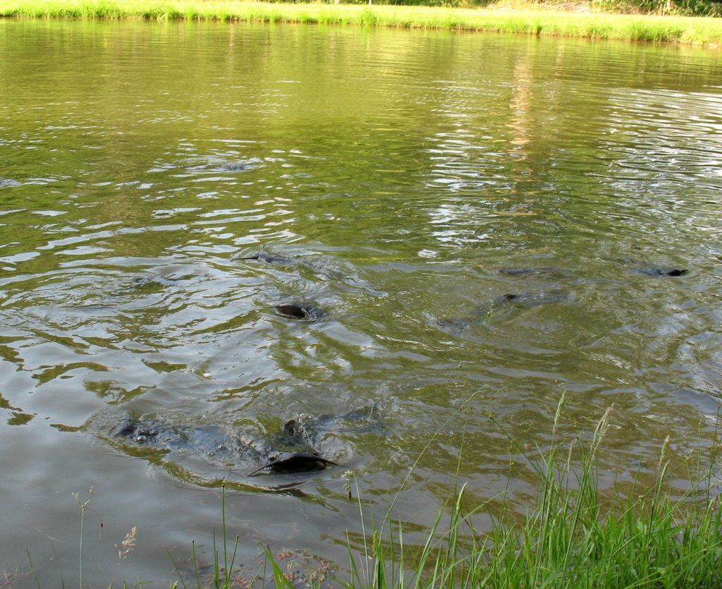 Catfish version of 'Jaws' . . .