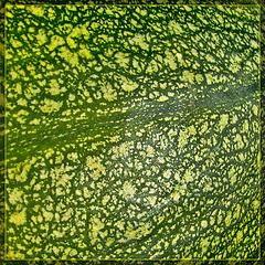 Green Mottled Pumpkin Texture