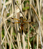 Four-spotted Chaser