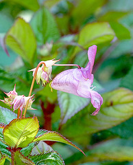 Himalayan Balsam