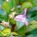 Himalayan Balsam