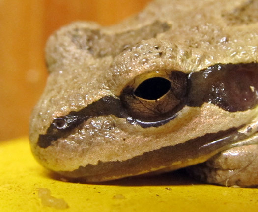 Pacific Tree Frog in our Shop