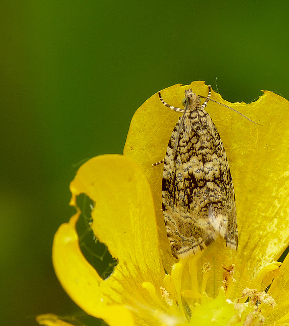 Celypha lacunana