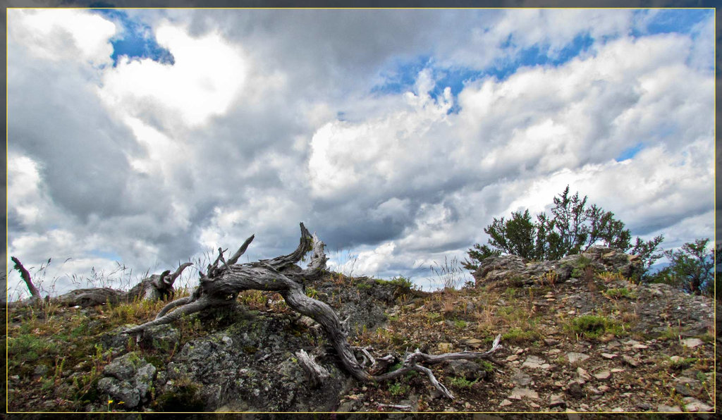 Mossy Log and Sky