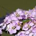 Conehead Nymph on Yarrow