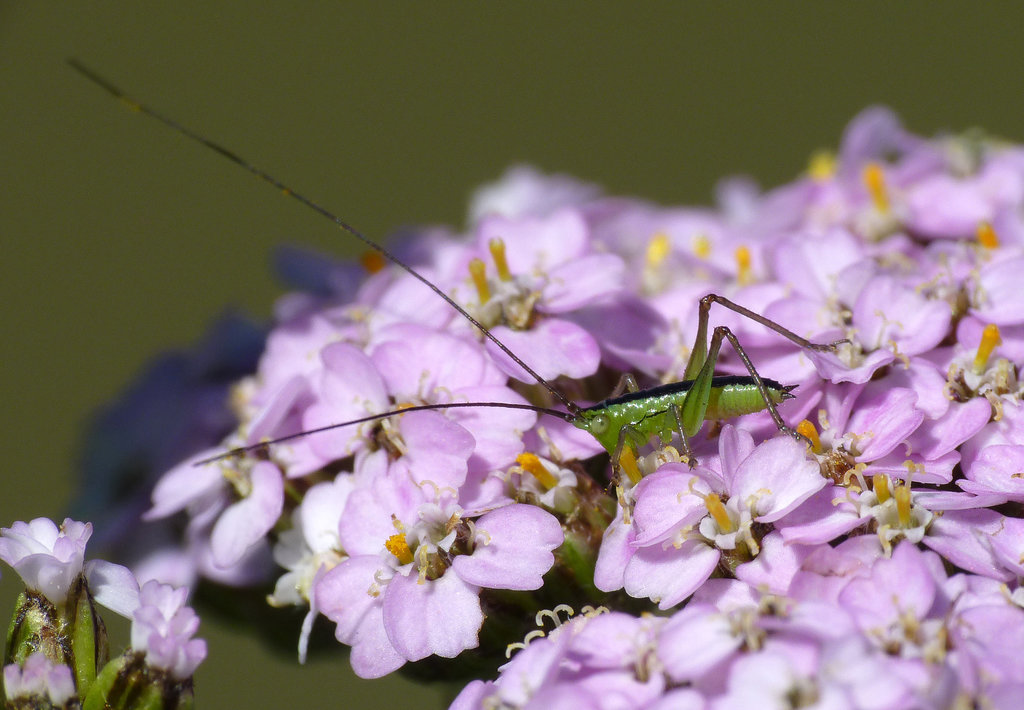 Conehead Nymph on Yarrow