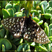 Butterfly on Succulents