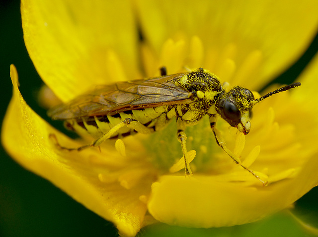 Sawfly