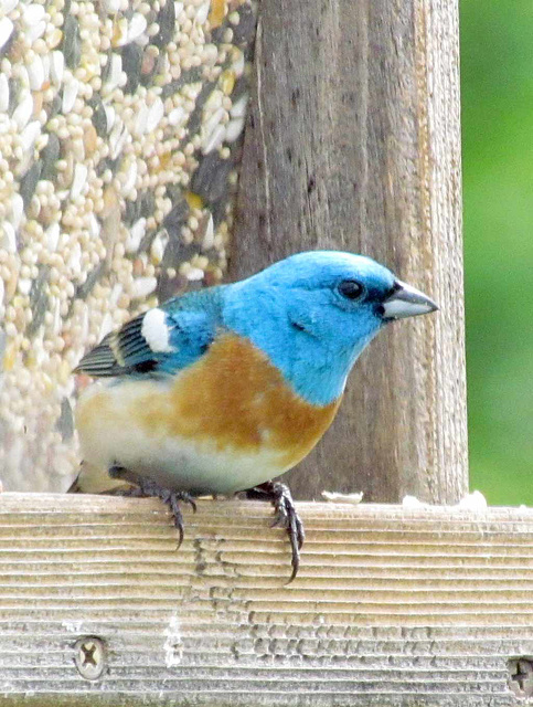 Lazuli Bunting