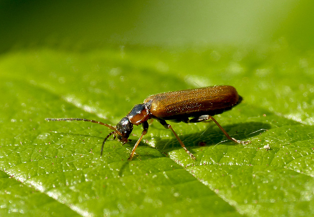 Rhagonycha testacea