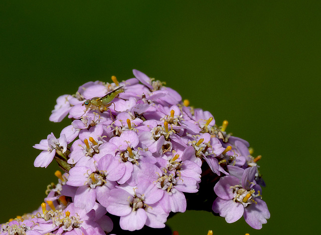 Yarrow & Friend