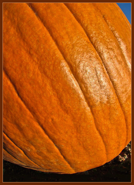 Pumpkin, Low and Round