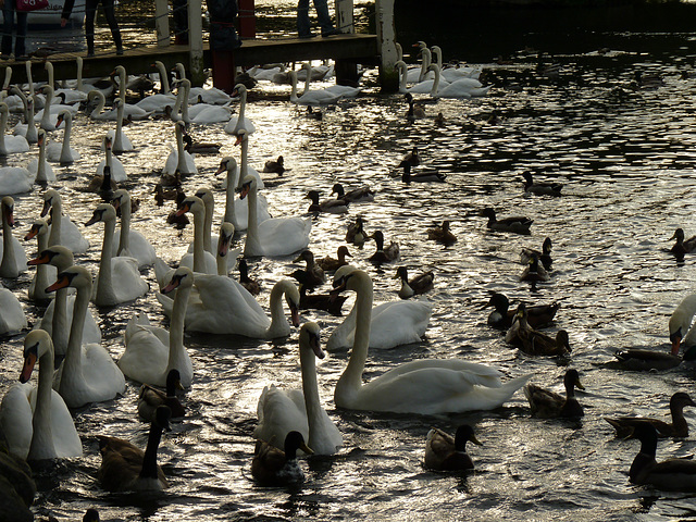 Swans