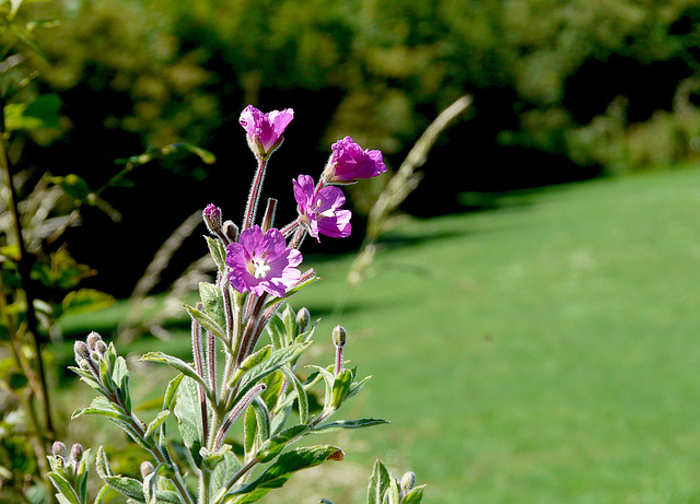 Great Willowherb