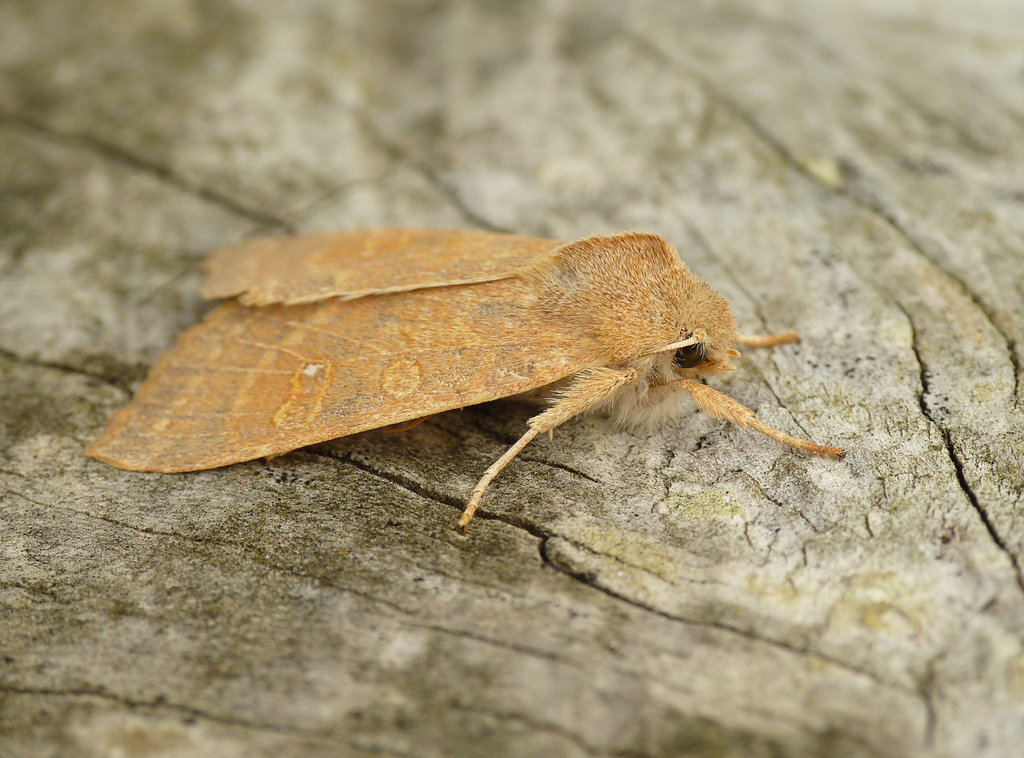 Pale-lemon Sallow