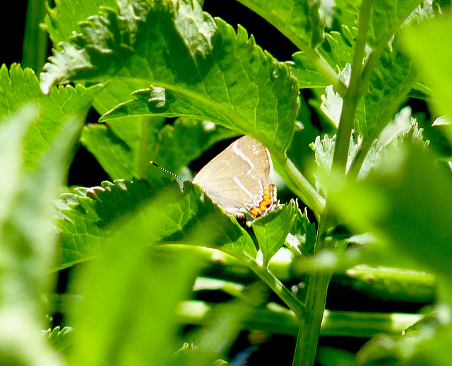 White-letter Hairstreak