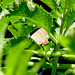 White-letter Hairstreak