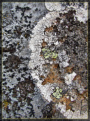 Lovely Lichen 2