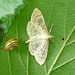 Mother of Pearl Moth
