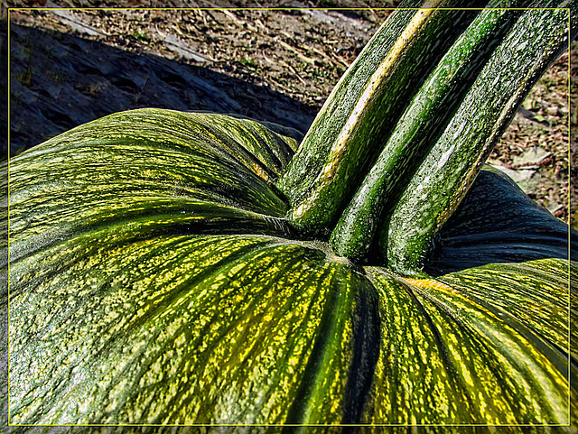 Green Pumpkin