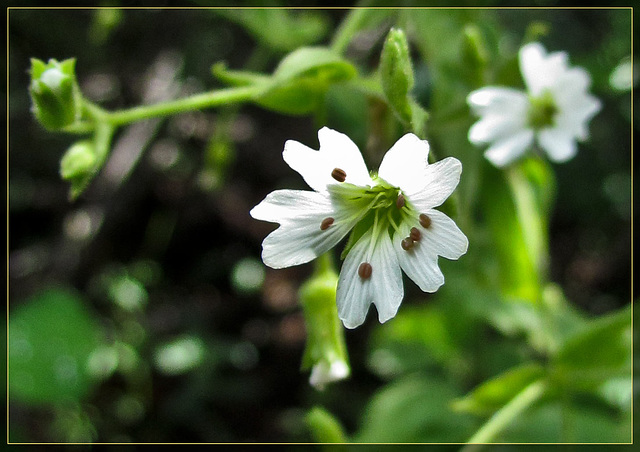 Tiny White Flower