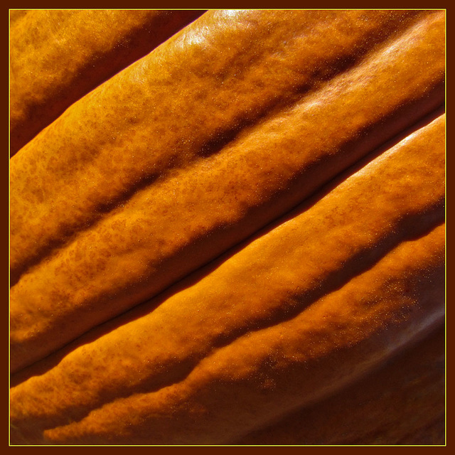 Pumpkin Texture