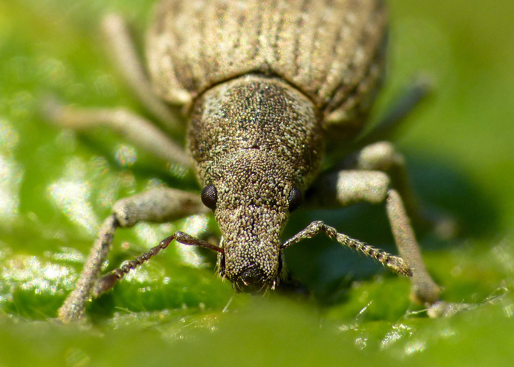 Weevil Faceoff