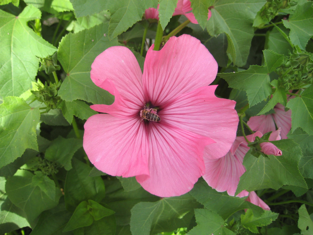 Malvenblüte  [Lavatera trimestris]