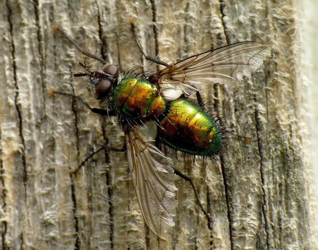 Gymnocheta viridis