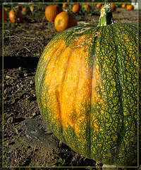 Orange and Green Pumpkin