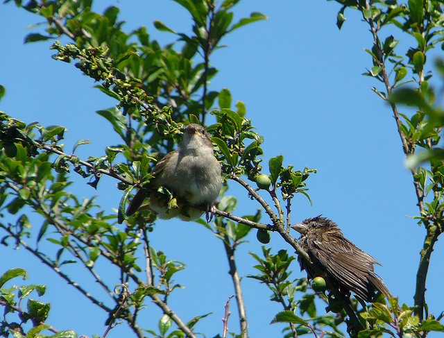 House Sparrow Fledgling and What?