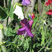 Edelwicke - "Duftende Platterbse" [Lathyrus odoratus]