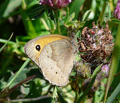 Meadow Brown