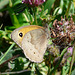 Meadow Brown