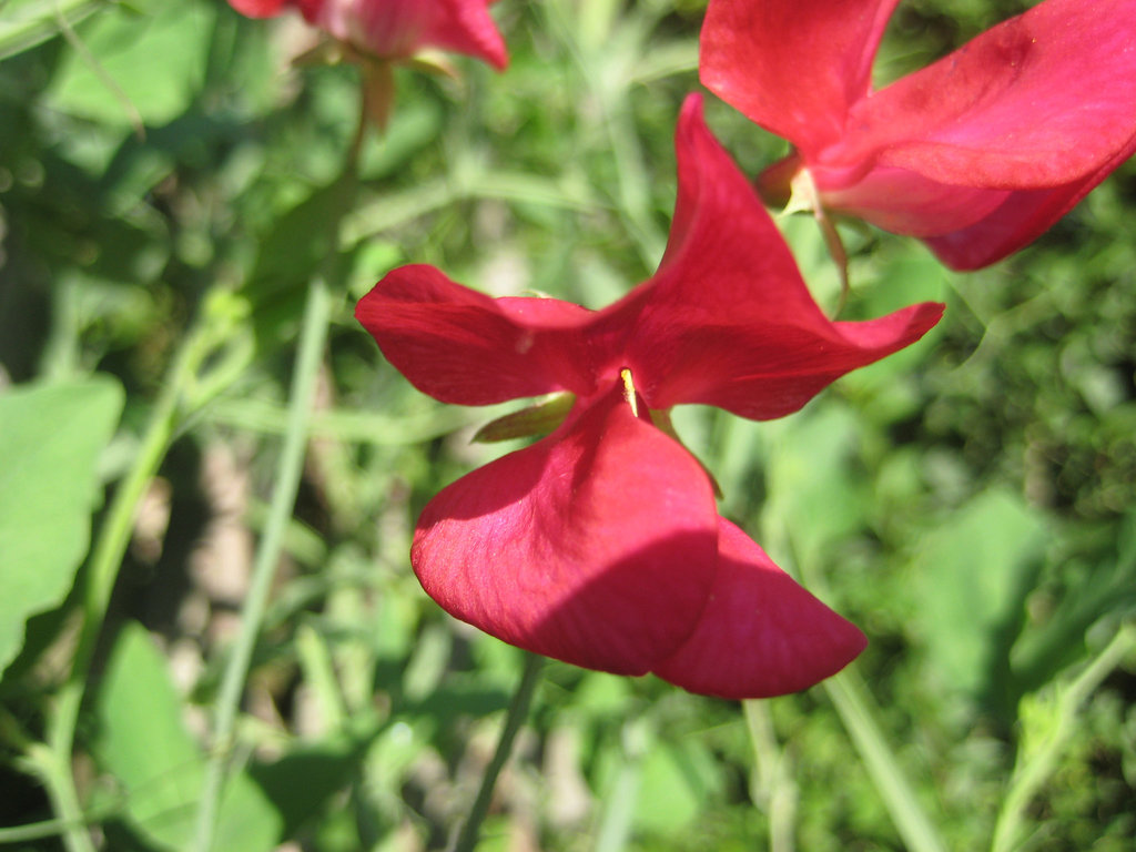 Edelwicke - "Duftende Platterbse" [Lathyrus odoratus]