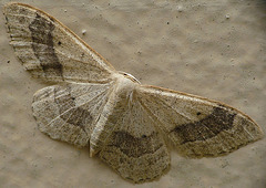 Riband Wave Moth