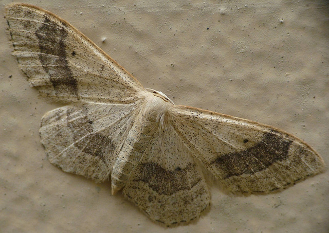 Riband Wave Moth