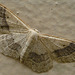 Riband Wave Moth