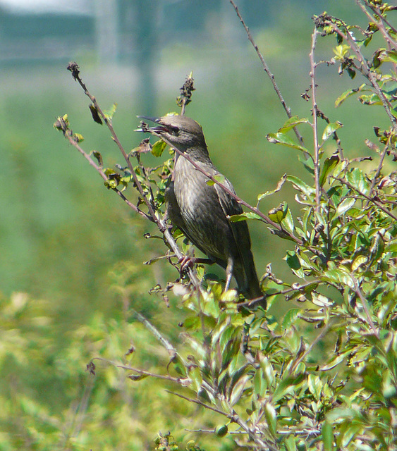 Starling Juvenile