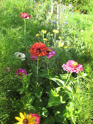 Zinnien [Zinnia elegans]
