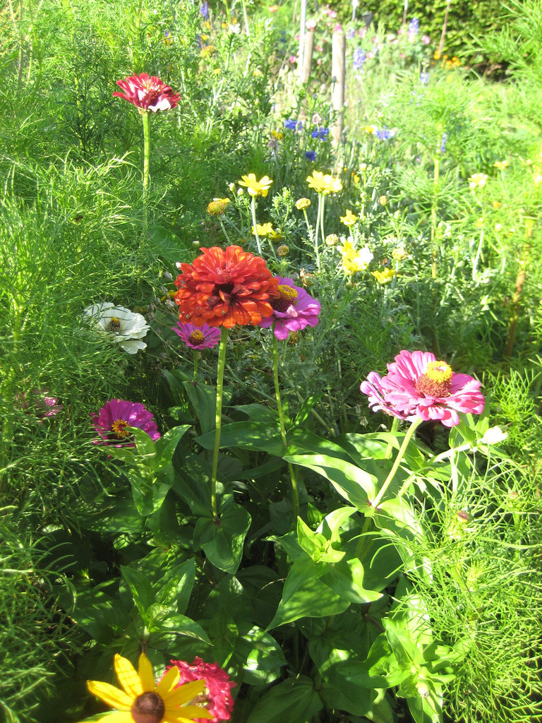 Zinnien [Zinnia elegans]