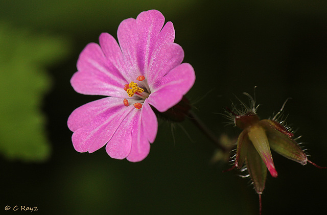 Herb Robert