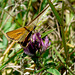 Small Skipper Male