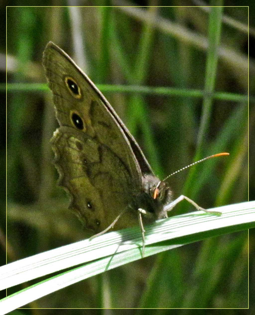 Common Wood Nymph