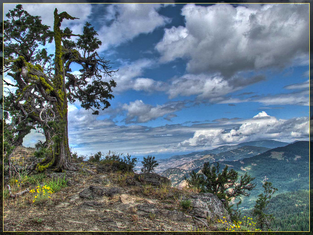 Mossy Tree at Hobart's Bluff