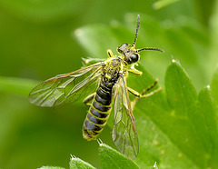 Sawfly