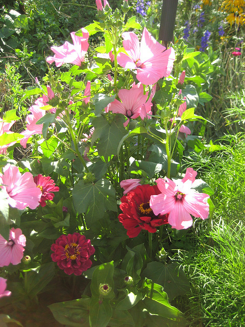 Malven und Zinnien [Lavatera trimestris, Zinnia elegans]