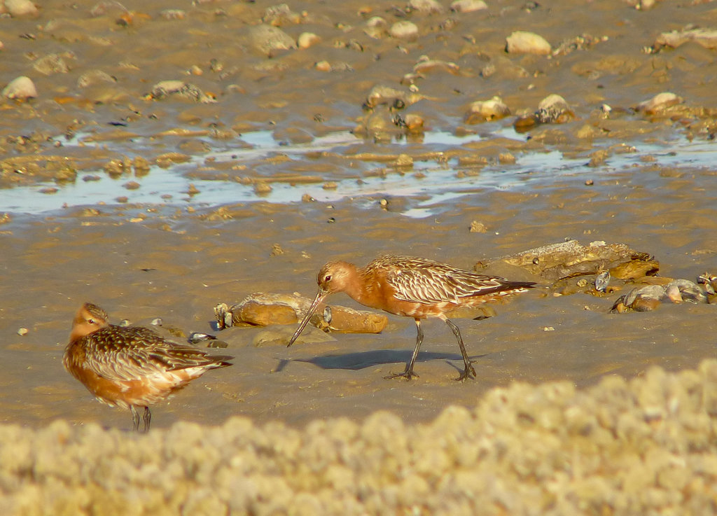 Bar-tailed Godwits